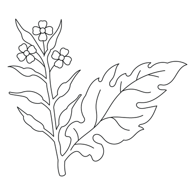 Indigo Root