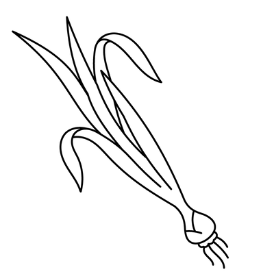 Vetiver
