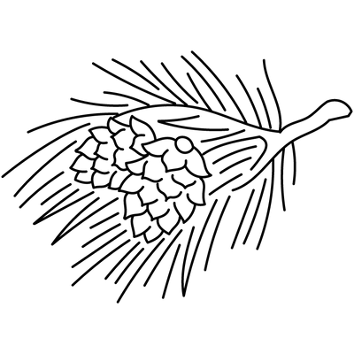 Cedarwood