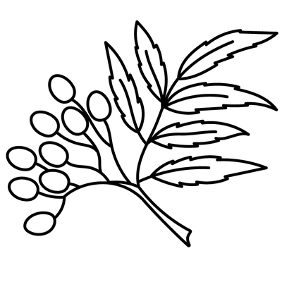 Frankincense